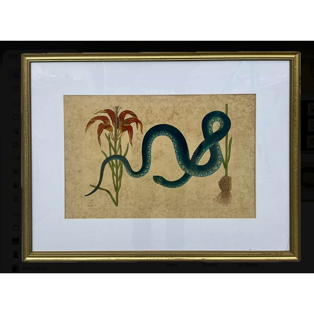 18th Century Framed Engravings by Mark Catesby, Set of Nine Natural History Art For Sale - Image 16 of 17