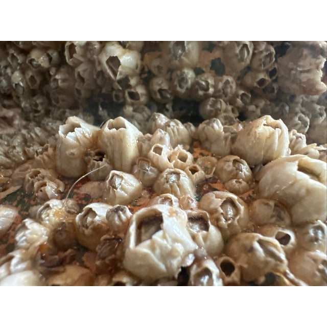 Black Peace River Barnacle-Encrusted Vessel With Faux Vintage Japanese Black Pearl, 19 In. Takotsubo Style For Sale - Image 8 of 9