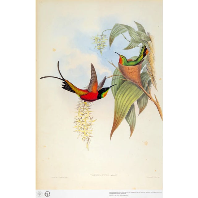 1990s 1990s Framed Prints, Set of 3, Crimson Topaz, Fiery Topaz, and Black-Capped Hummingbirds Hill House Editions For Sale - Image 5 of 12