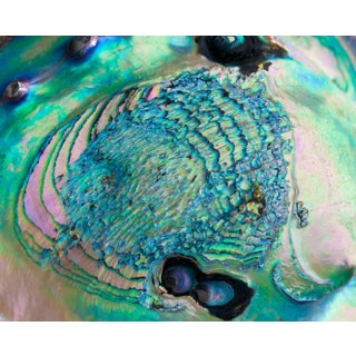 Gaétan Caron "Poseidon" (Framed) Micro Photograph, Abalone Shell, Mendocino Beach, California 2016 For Sale