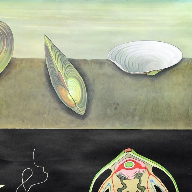 River Mussel Maritime Decorative Wall Chart Art Print by Jung Koch Quentell For Sale - Image 3 of 8