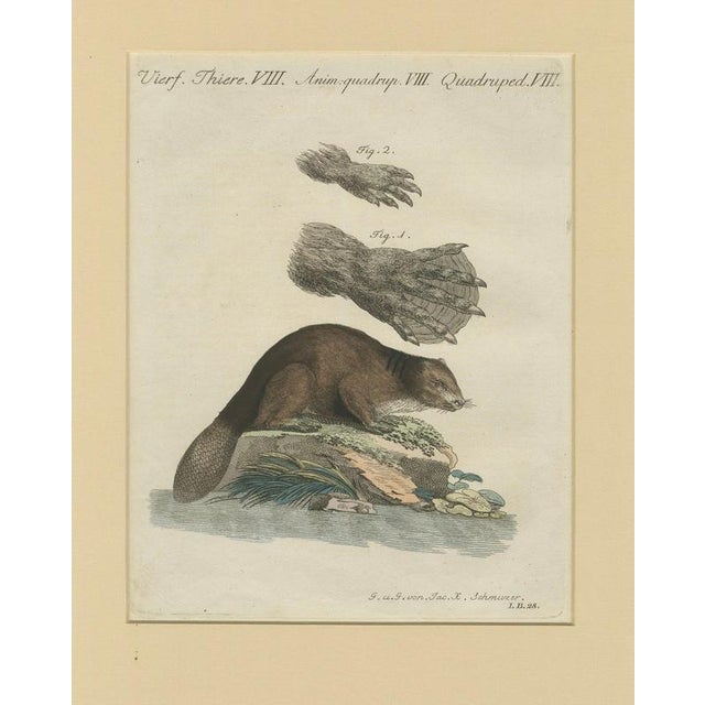 Bertuch, Beaver with Webbed Feet, 1792, Engraving For Sale - Image 3 of 9