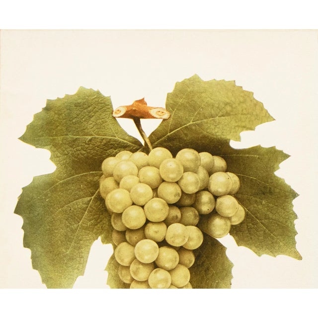 Farmhouse 1900s U. P. Hedrick, Original Antique Photogravure of Niagara Grapes For Sale - Image 3 of 7
