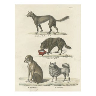 Schinz, lllustration of the Sheepdog and Other Dog Breeds, 1845, Print For Sale
