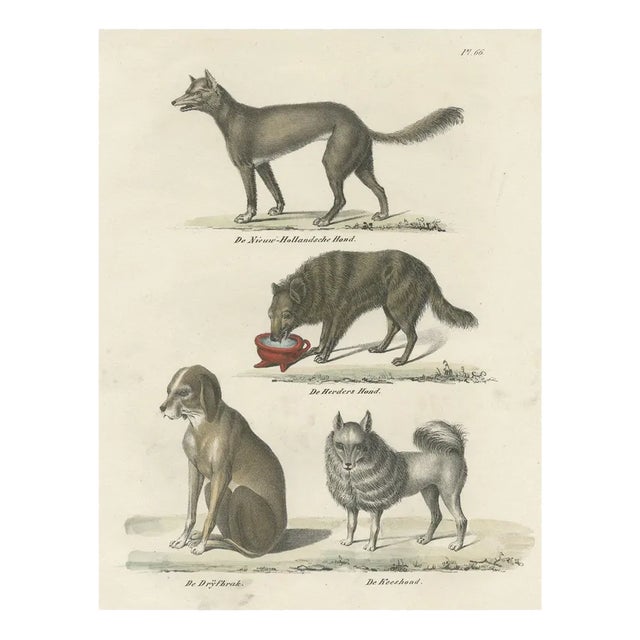 Schinz, lllustration of the Sheepdog and Other Dog Breeds, 1845, Print For Sale