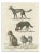 Schinz, lllustration of the Sheepdog and Other Dog Breeds, 1845, Print For Sale