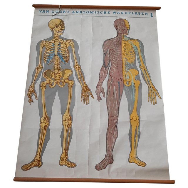 Large Medical Prints by Van Goor, 1930, Set of 2 For Sale - Image 8 of 8