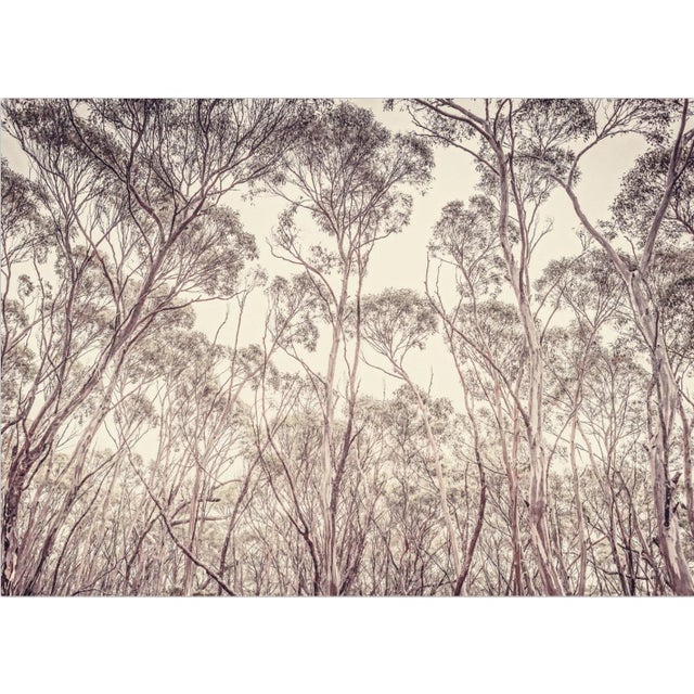 Eucalyptus ii is an archival inkjet print by contemporary photographer morgan silk. eucalyptus ii by morgan silk is...