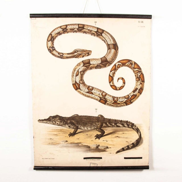 German Snake and Crocodile Educational Chart, 19th Century For Sale - Image 16 of 16