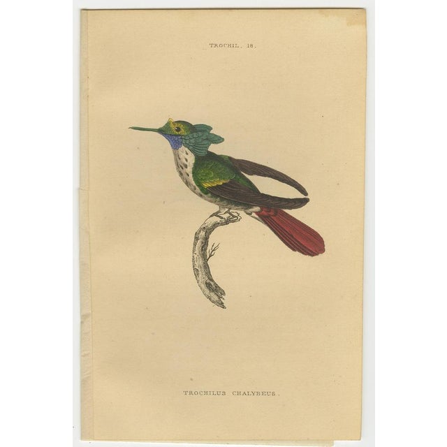 Paper Jardine, Bird Illustrations Violet-Tufted Hummingbird, 1837, Print, Set of 8 For Sale - Image 7 of 10