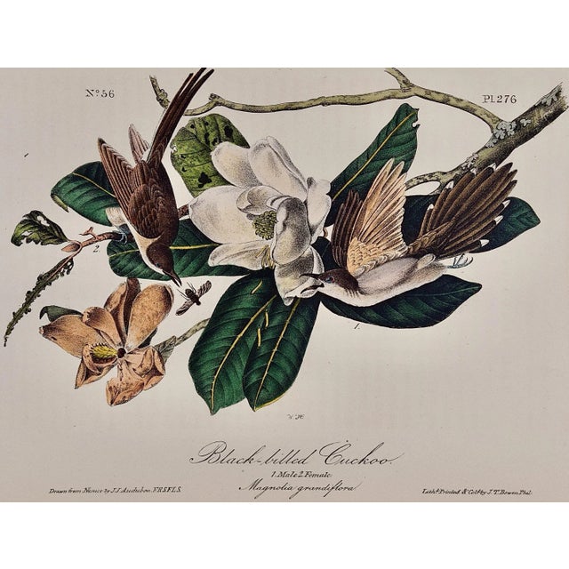This is an original 1st octavo edition John James Audubon hand-colored lithograph entitled "Black-billed Cuckoo, 1. Male,...
