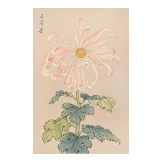 Pink Spider Chrysanthemum by Hasegawa Japanese Botanical Art Print, 8" X 12" For Sale