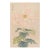 Pink Spider Chrysanthemum by Hasegawa Japanese Botanical Art Print, 8" X 12" For Sale