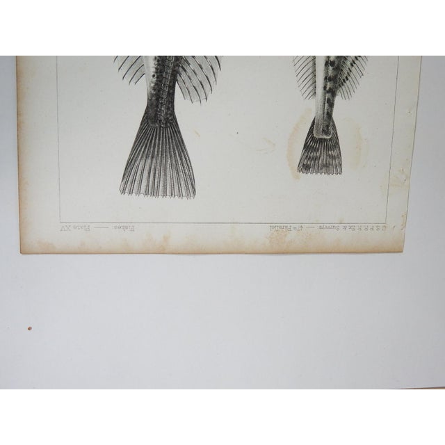 Mid 19th Century Us Pacifc Railroad Fish Lithograph Book Plate - A Pair For Sale - Image 4 of 5