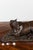Late 20th Century Signed Suzanne Fiedler Cast Bronze Sculpture of a Mare and Her Foal Dated 1974 For Sale - Image 5 of 11