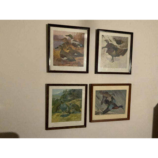 1917 Vintage DuPont Promotional Game Bird Framed Prints by Hunt & DeFeo - Set of 4 For Sale - Image 13 of 13