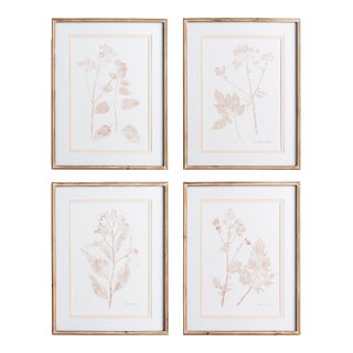 Blush Botanical Study, Set Of 4 For Sale