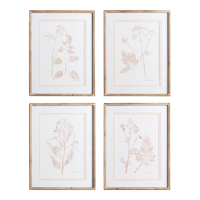 Blush Botanical Study, Set Of 4 For Sale