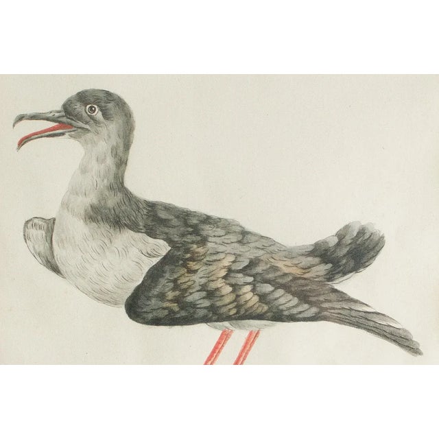 Antique, rare hand-colored etching of a puffin by a famous Italian botanist/ornithologist, Saverio Manetti, with Latin...