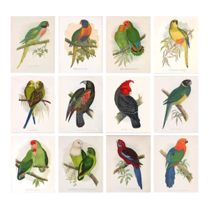 Antique 19th Century British Parrot Study - Set of 12
