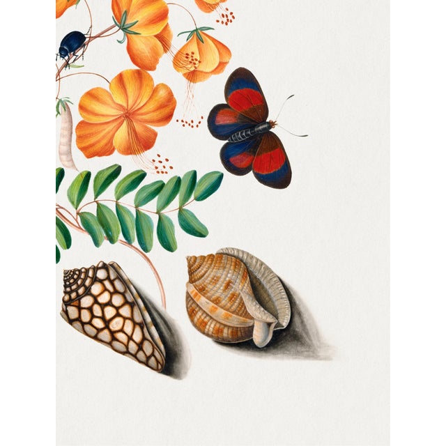 Illustration Natural History Study With Butterflies and Shells (James Bolton), Vintage Art Print Reproduction, 18" × 24" For Sale - Image 3 of 6