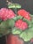 Vintage Hand Painted Geranium Floral Wood Plaque Signed Lorelle S. For Sale - Image 4 of 11