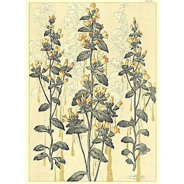 C1900 French Art Nouveau Botanical Lithograph For Sale - Image 4 of 4