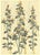 C1900 French Art Nouveau Botanical Lithograph For Sale - Image 4 of 4