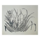 1970s Botanical Lithograph For Sale