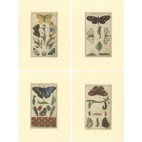Gottlieb Tobias Wilhelm, Butterfly, Caterpillars and Pupae, Paper, Set of 4 For Sale - Image 6 of 6