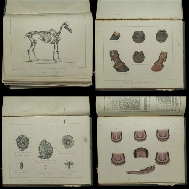 1900's Large English Antique Book Modern Practical Farriery For Sale - Image 12 of 12