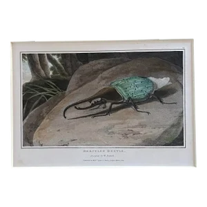 “Hercules Beetle” English Insect Lithograph, C-1807