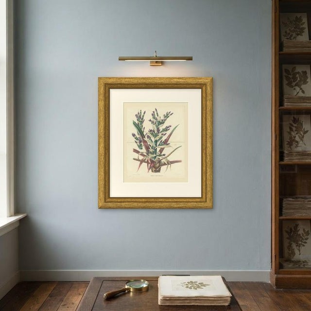 Paper L. Stroobant, Bromelia Commeliniana, Flowering Bromeliad, 1859, Chromolithograph For Sale - Image 7 of 9