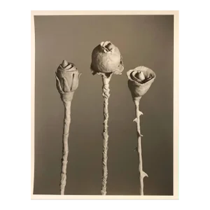 Jo Ann Callis, After Blossfeldt #1, Vintage Silver Gelatin Signed Photograph, 1988