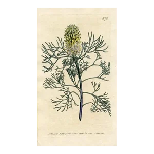 1804, Fennel-Leaved Conesticks Print, Curtis's Botanical Magazine, Original Antique Botanical Engraving, England