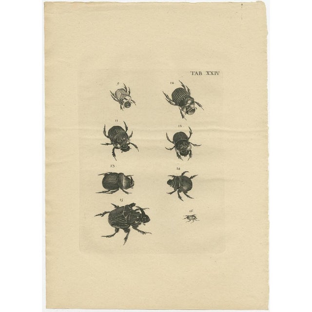 Foot, Illustrations of Various Beetles, Set of 5 For Sale - Image 6 of 7
