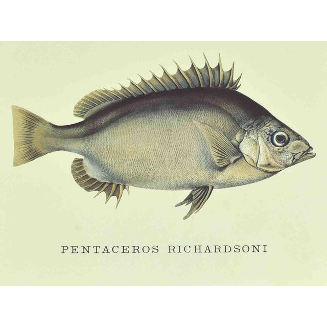 Mid 20th Century Mid 20th Century Coastal Ichthyology Inspired Marine Illustrations Prints - A Pair For Sale - Image 5 of 7