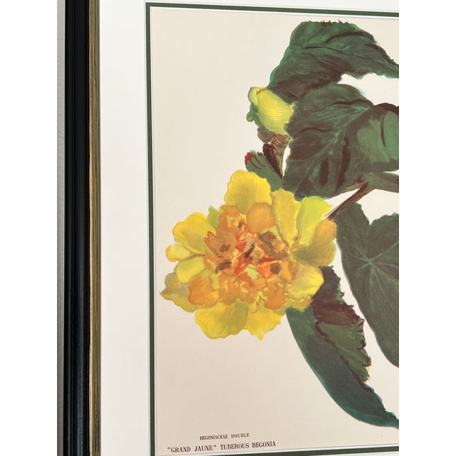French Framed Vintage Botanicals - Authentic 1946 Paris Begonia Prints For Sale - Image 3 of 5