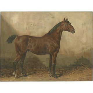 After Eerelman, Holstein Horse Portrait,.1898, Lithograph For Sale