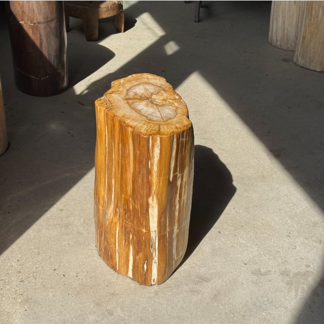 Oval Side Table in Petrified Wood, 1980s For Sale - Image 15 of 18