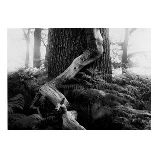 Fallen - Analogue Black and White Woodland Photography, Limited Edition of 10 2022 For Sale