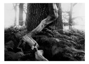 Fallen - Analogue Black and White Woodland Photography, Limited Edition of 10 2022