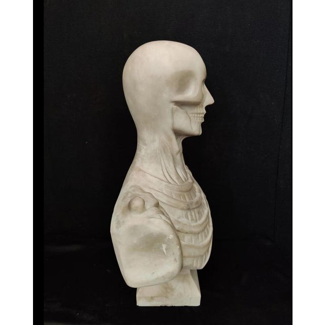 Jean-Antoine Houdon, Anatomical Bust from the Houdon Model, Carrara Marble For Sale - Image 11 of 12