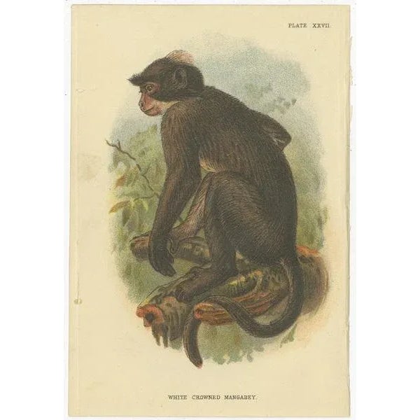 Lloyd, Illustrations of Various Monkey Species, 1894, Set of 8 For Sale - Image 4 of 10