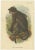 Lloyd, Illustrations of Various Monkey Species, 1894, Set of 8 For Sale - Image 4 of 10