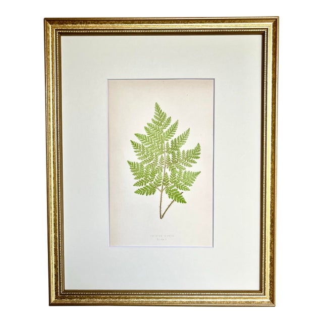 Antique Botanical Lithograph of a Fern Print by Edward J. Lowe London c.1867 For Sale