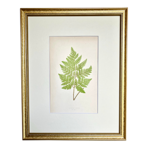 Antique Botanical Lithograph of a Fern Print by Edward J. Lowe London c.1867