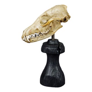 Antique Red Fox Skull Taxidermy, Germany Ca. 1900s For Sale