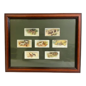 Vintage Framed Set of 7 John Player & Sons Tobacco Company Dog Cards From England - Circa 1930