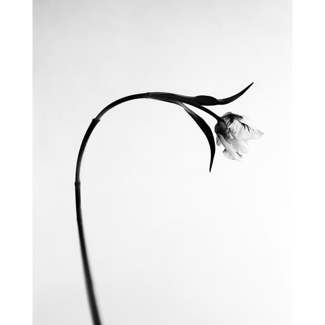 Contemporary Ugne Pouwell, Tulip No.2, 2026, Analogue Floral Photography, Limited Edition of 20 For Sale - Image 3 of 3